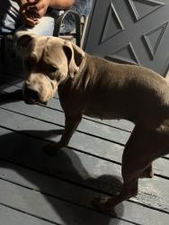 Reunited Female Dog last seen Huntington east middle school, Huntington, WV 25701