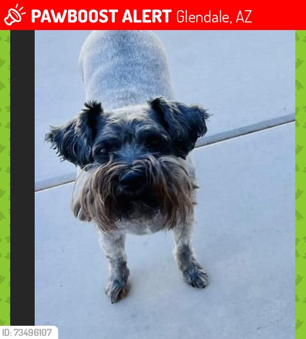 Lost Male Dog last seen N 61st Ln, Glendale, AZ 85302