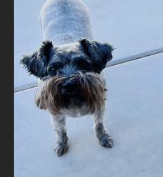 Lost Male Dog last seen N 61st Ln, Glendale, AZ 85302