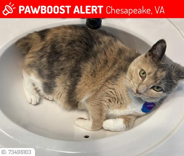 Lost Female Cat last seen Fentress/Fentress Loop, Chesapeake, VA 23322
