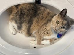 Lost Female Cat last seen Fentress/Fentress Loop, Chesapeake, VA 23322