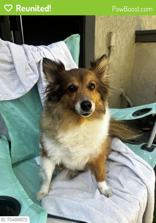 Reunited Female Dog last seen Near E Desert Inn Rd, Las Vegas, NV 89121, USA, Las Vegas, NV 89121