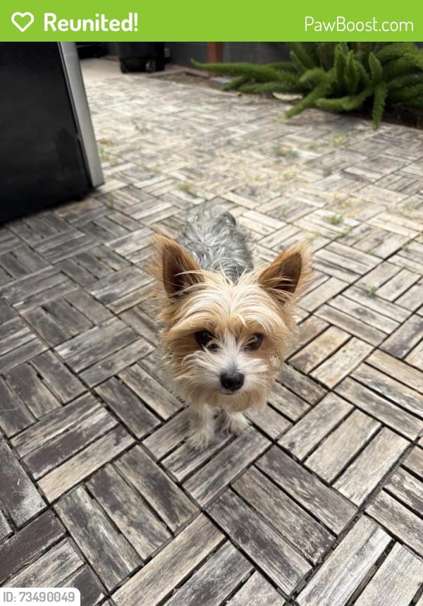 Reunited Female Dog last seen Temple and Duff, La Puente, CA 91744