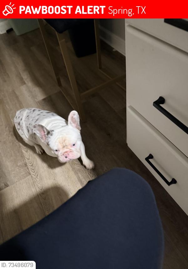 Lost Male Dog last seen Hirshefield & Birnamwoods blvd, Spring, TX 77373