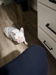 Lost Male Dog last seen Hirshefield & Birnamwoods blvd, Spring, TX 77373