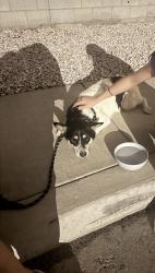 Found/Stray Female Dog last seen Katie & Duneville, Las Vegas, NV 89103