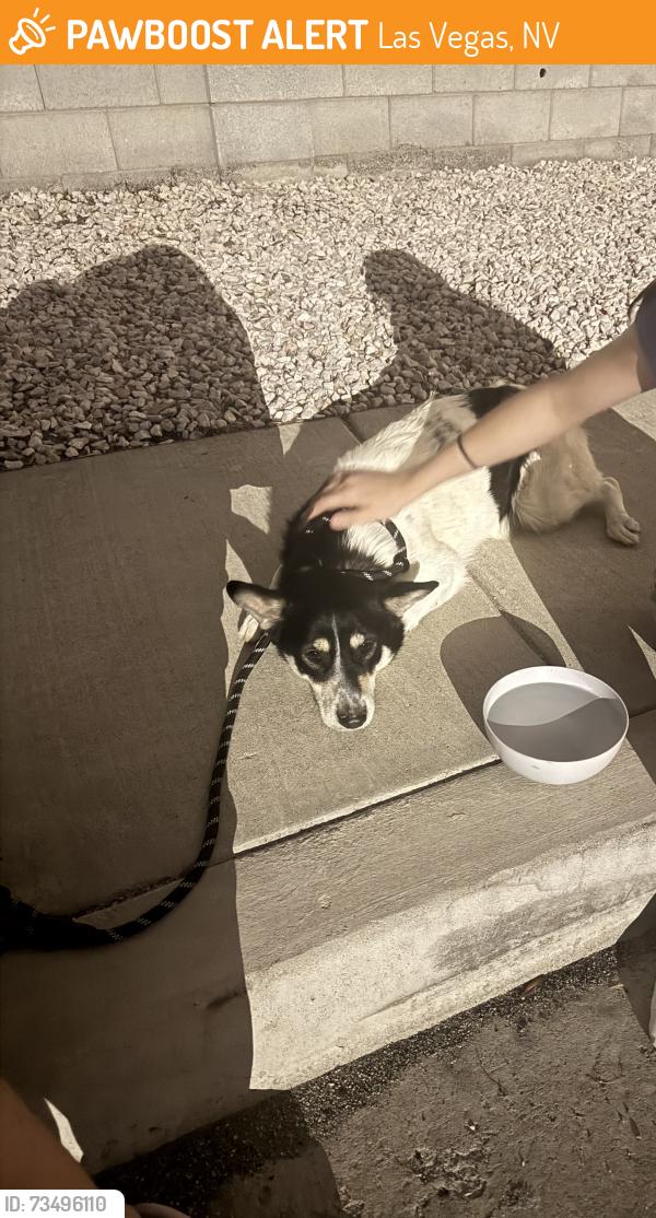 Found/Stray Female Dog last seen Katie & Duneville, Las Vegas, NV 89103