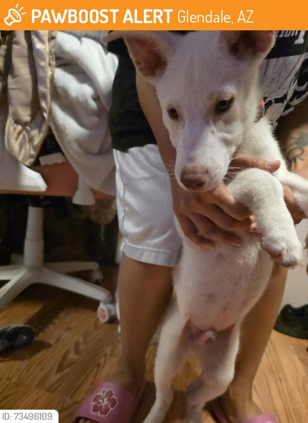 Found/Stray Male Dog last seen Near Pasadena Park on 87th ave and camelback rd, Glendale, AZ 85305