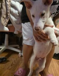 Found/Stray Male Dog last seen Near Pasadena Park on 87th ave and camelback rd, Glendale, AZ 85305