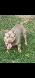 Lost Male Dog last seen 17th & 33rd, west side tuscaloosa, Tuscaloosa, AL 35401