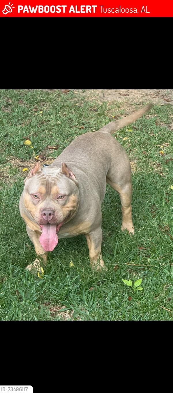 Lost Male Dog last seen 17th & 33rd, west side tuscaloosa, Tuscaloosa, AL 35401