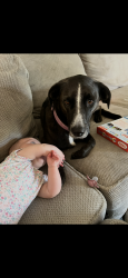 Reunited Female Dog last seen Whitacre Rd, Blanchester, OH 45107