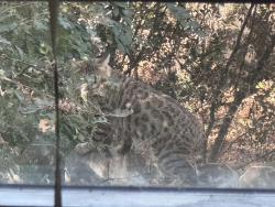 Found/Stray Unknown Cat last seen Fair Oaks Blvd and Hollister Ave, Carmichael, CA 95608