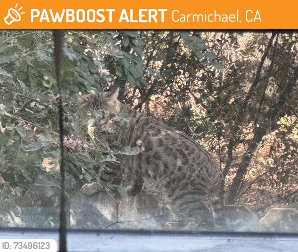 Found/Stray Unknown Cat last seen Fair Oaks Blvd and Hollister Ave, Carmichael, CA 95608
