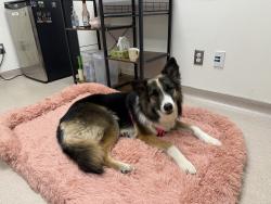 Lost Female Dog last seen HEADING TOWARDS HILLSIDE AND MORNING AVE SSF, South San Francisco, CA 94080