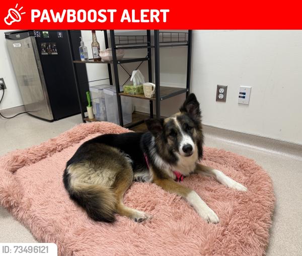 Lost Female Dog last seen HEADING TOWARDS HILLSIDE AND MORNING AVE SSF, South San Francisco, CA 94080