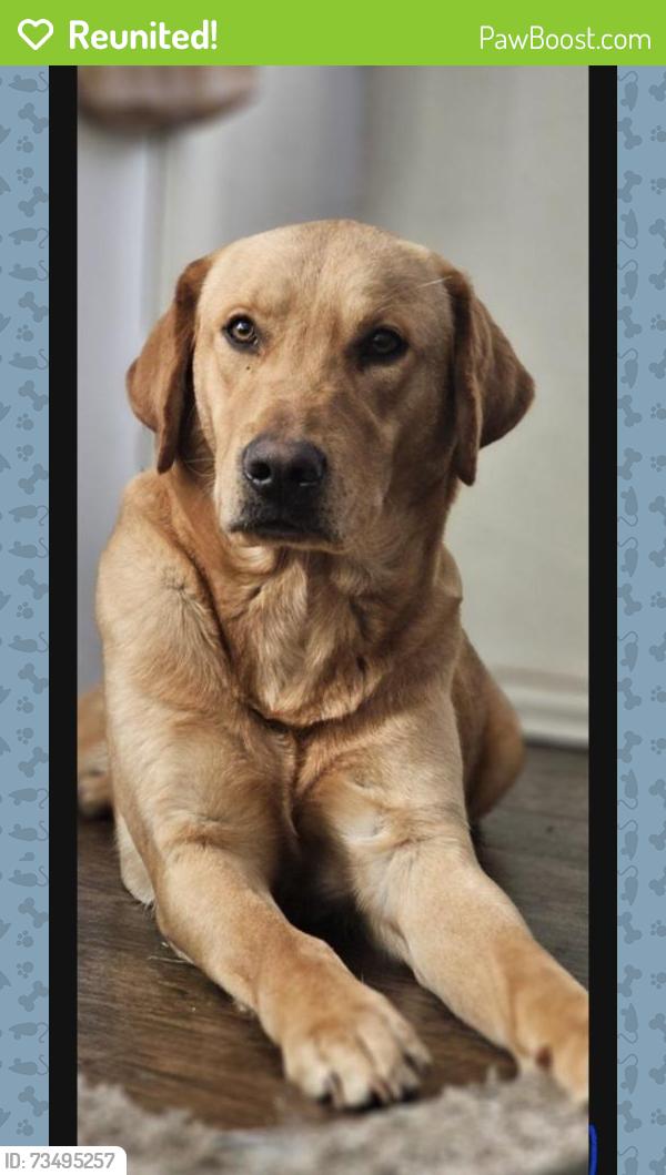 Reunited Male Dog last seen 44th and May ave, Oklahoma City, OK 73119