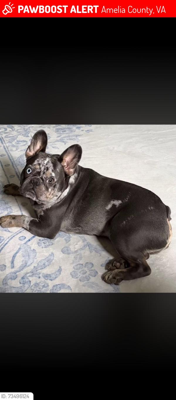 Lost Male Dog last seen Patten lane, Amelia County, VA 23002