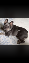 Lost Male Dog last seen Patten lane, Amelia County, VA 23002