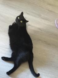 Lost Female Cat last seen hacienda and grand canyon area, Las Vegas, NV 89148