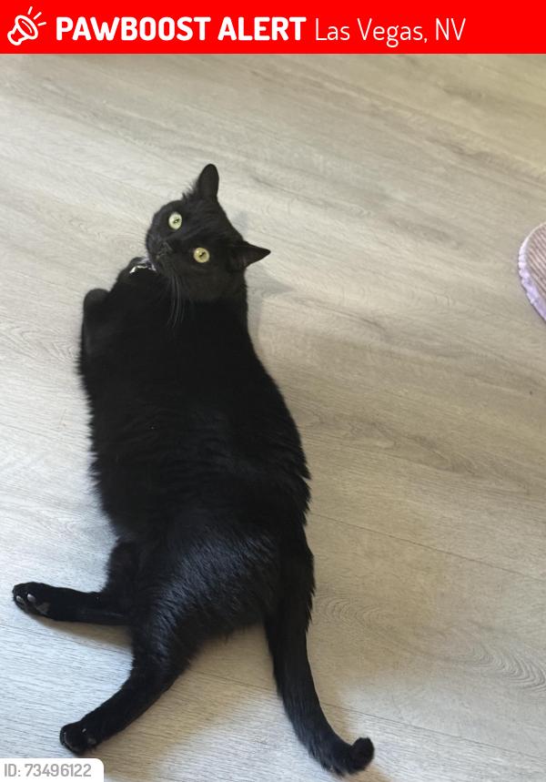 Lost Female Cat last seen hacienda and grand canyon area, Las Vegas, NV 89148