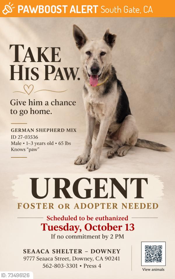 Found/Stray Male Dog last seen SEAACA Shelter Downey, South Gate, CA 90280