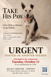 Found/Stray Male Dog last seen SEAACA Shelter Downey, South Gate, CA 90280