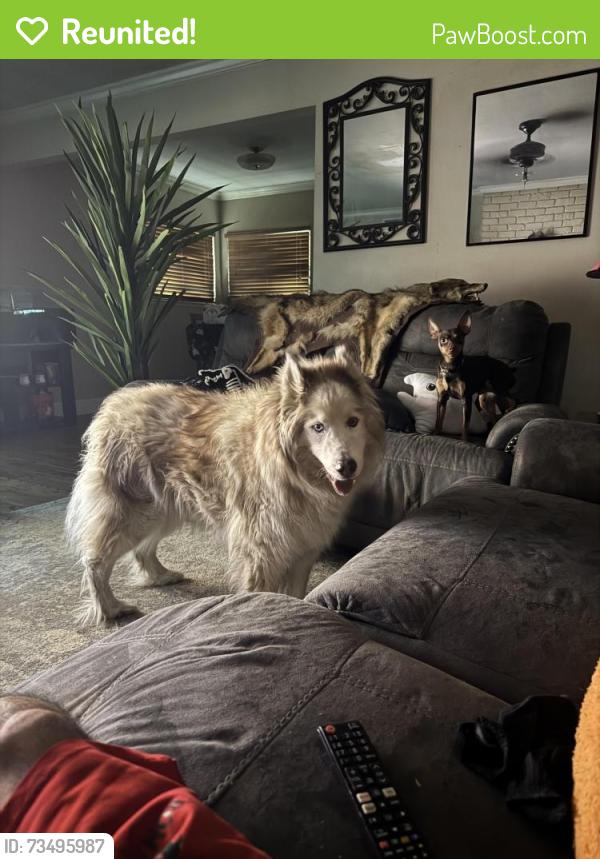 Reunited Male Dog last seen Mango, or palmetto, Fontana, CA 92336
