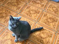Lost Female Cat last seen New Hampshire, Bay Shore, NY 11706