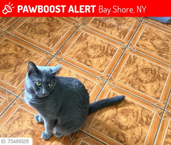 Lost Female Cat last seen New Hampshire, Bay Shore, NY 11706