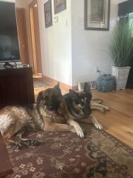 Reunited Female Dog last seen Near Clarendon Hills Drive and Ashford Ct, Fort Collins, CO 80526