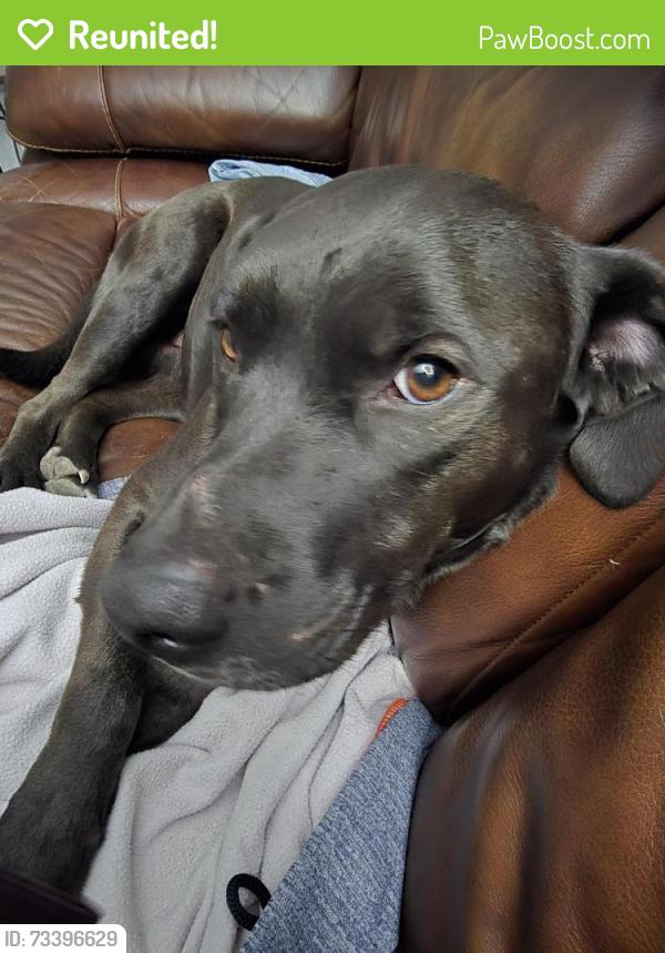 Reunited Male Dog last seen Winona ct in westminster, Westminster, CO 80003