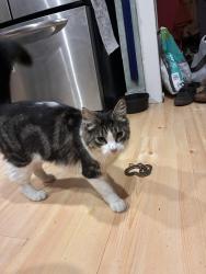 Lost Male Cat last seen Near 54th and Carr St, Arvada, CO 80002