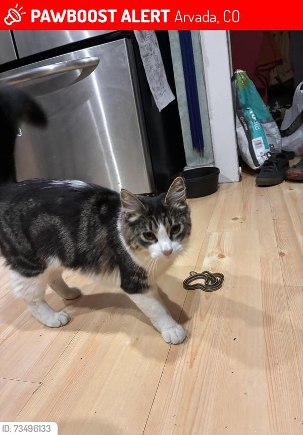 Lost Male Cat last seen Near 54th and Carr St, Arvada, CO 80002