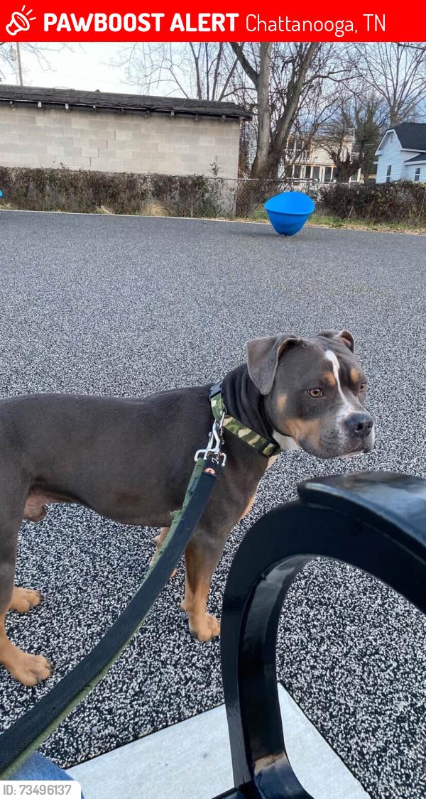 Lost Male Dog last seen Linbrook, Chattanooga, TN 37404