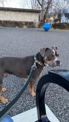 Lost Male Dog last seen Linbrook, Chattanooga, TN 37404