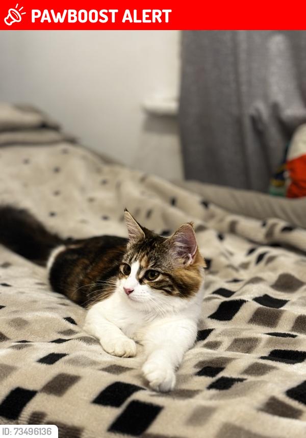 Lost Female Cat last seen High Street North, Greater London, England E12 6RJ