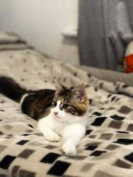 Lost Female Cat last seen High Street North, Greater London, England E12 6RJ