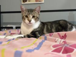 Lost Female Cat last seen Backyard, Oakland, CA 94603
