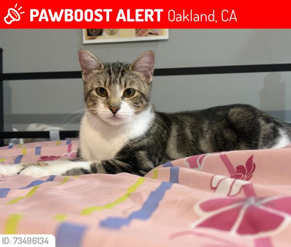 Lost Female Cat last seen Backyard, Oakland, CA 94603