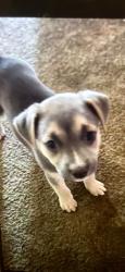 Lost Female Dog last seen Kirschen Dr, Modesto, CA 95351