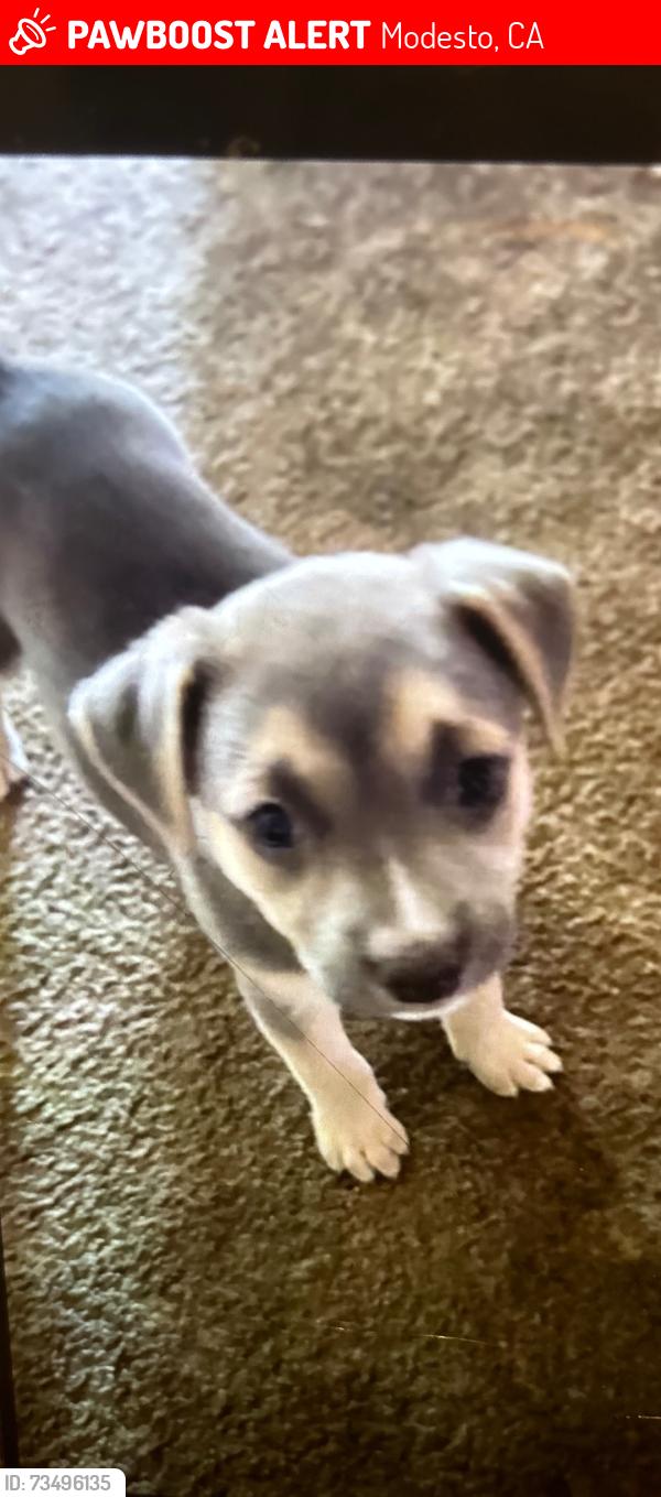 Lost Female Dog last seen Kirschen Dr, Modesto, CA 95351
