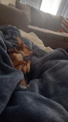 Reunited Female Dog last seen Las cruces heights and donna, North Las Vegas, NV 89081
