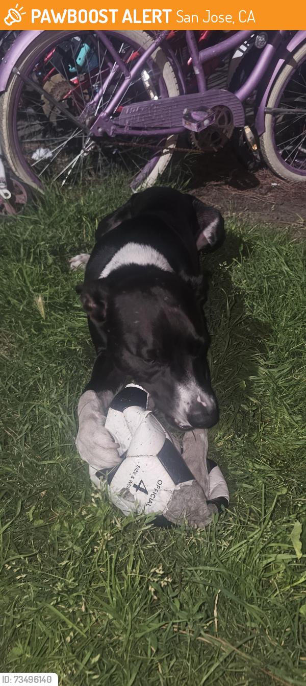 Found/Stray Male Dog last seen Near Carnelian Dr, San Jose, CA 95122