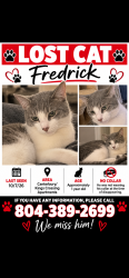 Lost Male Cat last seen Canterbury Square & Kings Crossing. Pump rd & Patterson Ave, Richmond, VA 23238