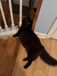 Reunited Male Cat last seen Langford cross, Norcross, GA 30071