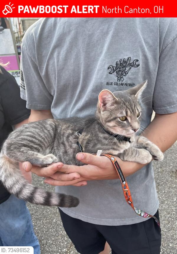 Lost Male Cat last seen Lake o springs, North Canton, OH 44720