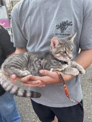 Lost Male Cat last seen Lake o springs, North Canton, OH 44720