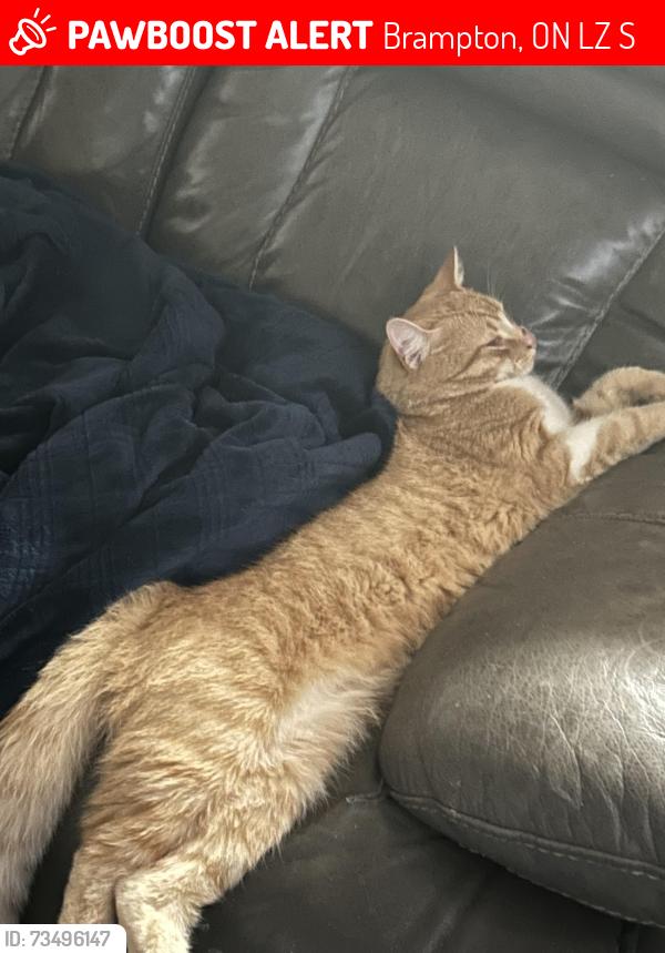 Lost Male Cat last seen Townly cres, Brampton, ON L6Z 4S9
