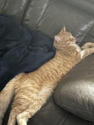 Lost Male Cat last seen Townly cres, Brampton, ON L6Z 4S9